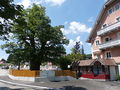Platzhirsch Thalgau.JPG
