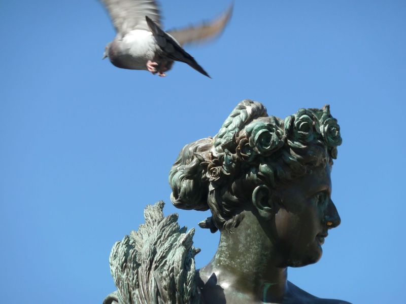 Datei:Tauben in Stadtgebieten.jpg
