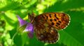 Lepidoptera Seidlwinkltal 1 (6).jpg