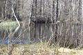 Mandlinger moor 69691 2018-04-18.jpg