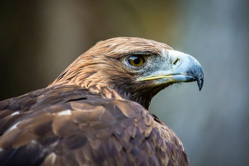 Datei:Steinadler Nationalpark Hohe Tauern.jpg