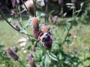 Gemeine Waldschwebfliege Tennfall Tweng 20250913 1 (2).jpg