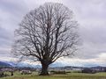 Gschirnlinde, mit Eugendorf.jpg