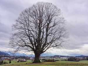 Gschirnlinde, mit Eugendorf.jpg