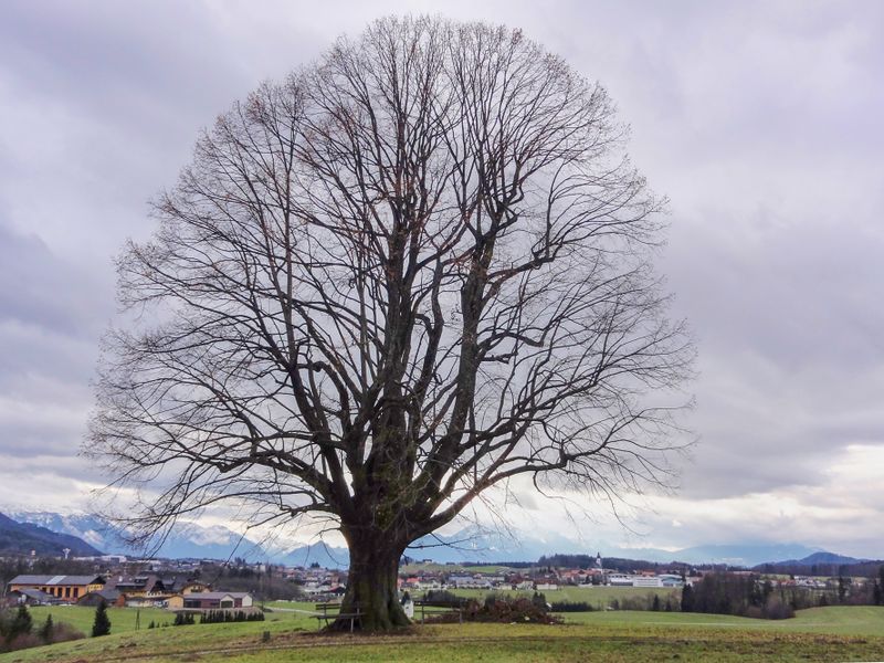 Datei:Gschirnlinde, mit Eugendorf.jpg