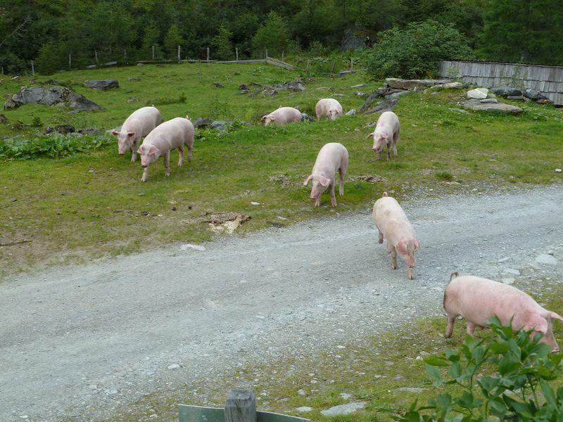 Datei:P1070902.jpg