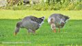 Vorschaubild der Version vom 20:35, 23. Jul. 2021