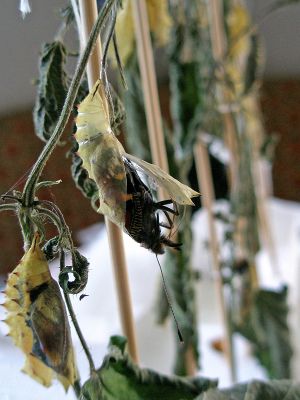 Schmetterling Entstehung 08.jpg