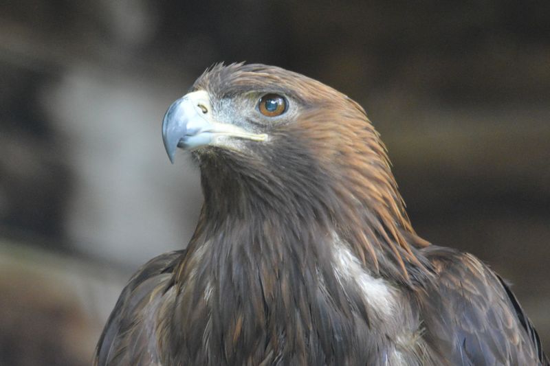 Datei:Steinadler 1.jpg
