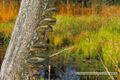 Wenger Moor Herbst 03 2014.jpg
