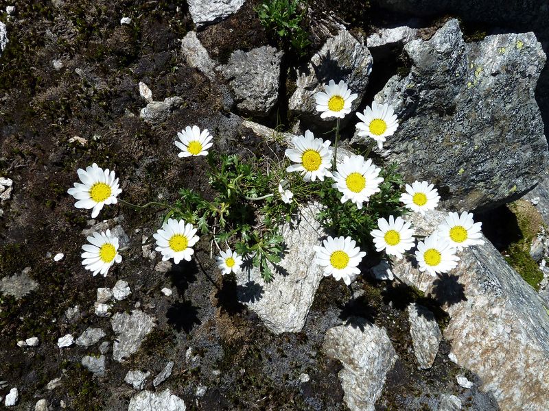 Datei:Alpenmargarite, Weißsee, Uttendorf.jpg