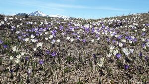 Krokusse 05.jpg