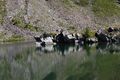 Lindlsee lessachtal 33030 2016-08-25.jpg
