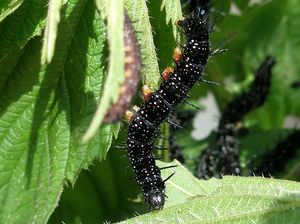 Schmetterling Entstehung 02.jpg