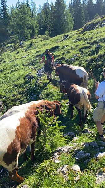 Datei:Vierkaseralm Almauftrieb 2021 04.jpg
