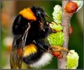 Hummel.jpg