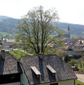Linde im Frühjahr 2011.jpg
