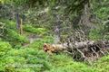 Rauriser Urwald 46.jpg