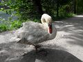 Schwan Jägersee 20240619 1.jpg