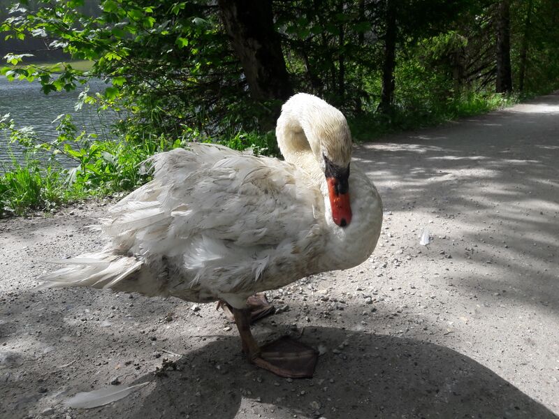 Datei:Schwan Jägersee 20240619 1.jpg