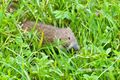 2024 07 19 Maus Strandbad Neumarkt Wallersee.jpg