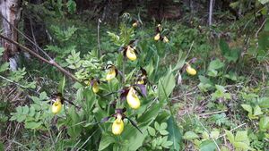 Gelber Frauenschuh (Cypripedium calceolus) 013.jpg