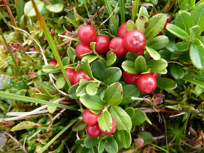 Datei:Preiselbeeren 5.jpg