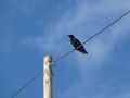 Rabenvogel 1.jpg