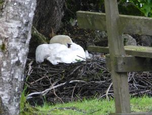 Brütender Höckerschwan.jpg
