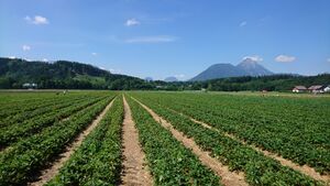 Erdbeerfeld in Wals-Gois.jpg
