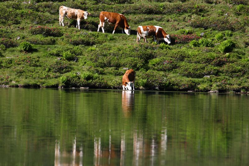 Datei:Tiefenbachsee-weißpriach 29570 2016-07-10.jpg