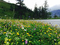 Glocknerstrasse Blumenwiese 1.jpg