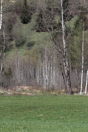 Mandlinger moor 69689 2018-04-18.jpg