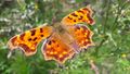 C-Falter (Polygonia c-album, Syn. Nymphalis c-album) 20210825 3.jpg