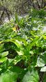 Gelber Frauenschuh (Cypripedium calceolus) 011.jpg