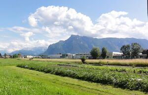 Gemüseanbau in Maxglan.jpg
