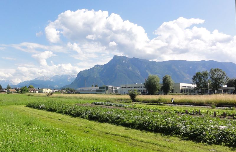 Datei:Gemüseanbau in Maxglan.jpg