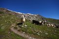 Hocharn 19.08.2008 0173.jpg