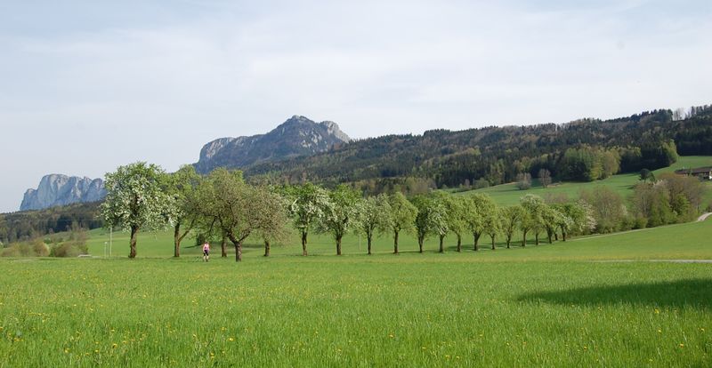 Datei:Blühende Bäume in Leithen.jpg