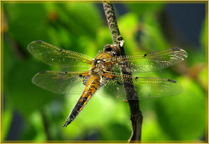 Libelle Plattbauchlibelle.jpg