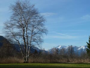 Mehrstämmige Moorbirke.jpg