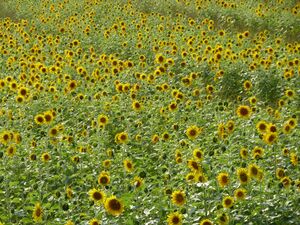 Sonnenblumenfeld 1.jpg