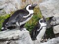 Zoo Salzburg Pinguine 01.jpg