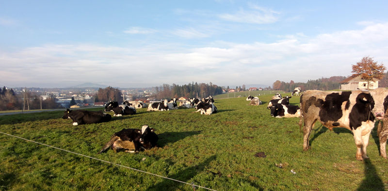 Datei:Herbstliche Mühlbergimpression in Richtung Seekirchen.JPG