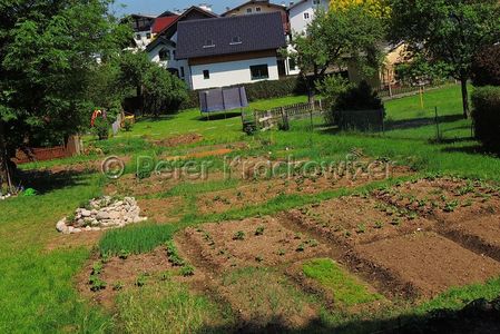 Interkultureller Garten Neumarkt am Wallersee 02.jpg