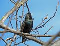 StarSturnus vulgaris1.JPG