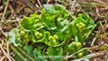 Sumpfdotterblumen Steinbachtal 2.jpg