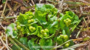 Sumpfdotterblumen Steinbachtal 2.jpg