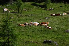 Wirpitschalm 29837 2016-07-10.jpg