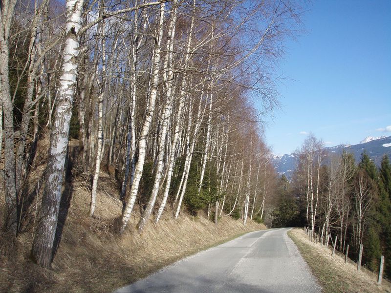 Datei:Birken am Brucker Sonnberg.jpg